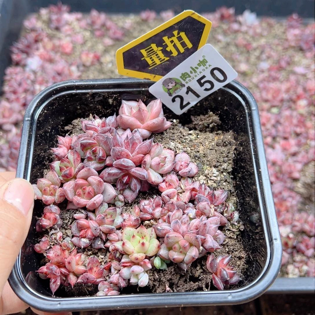 多肉植物多肉植物