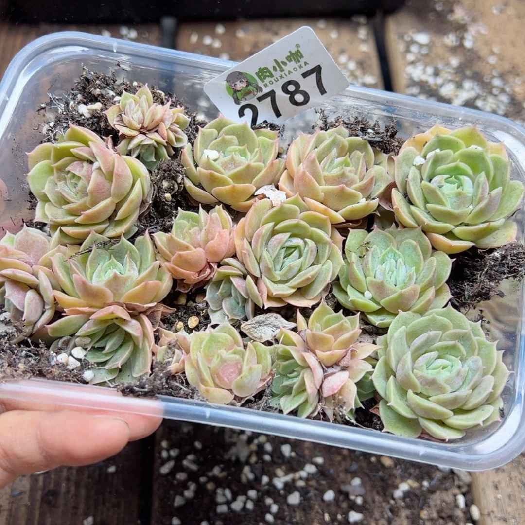 多肉植物多肉植物