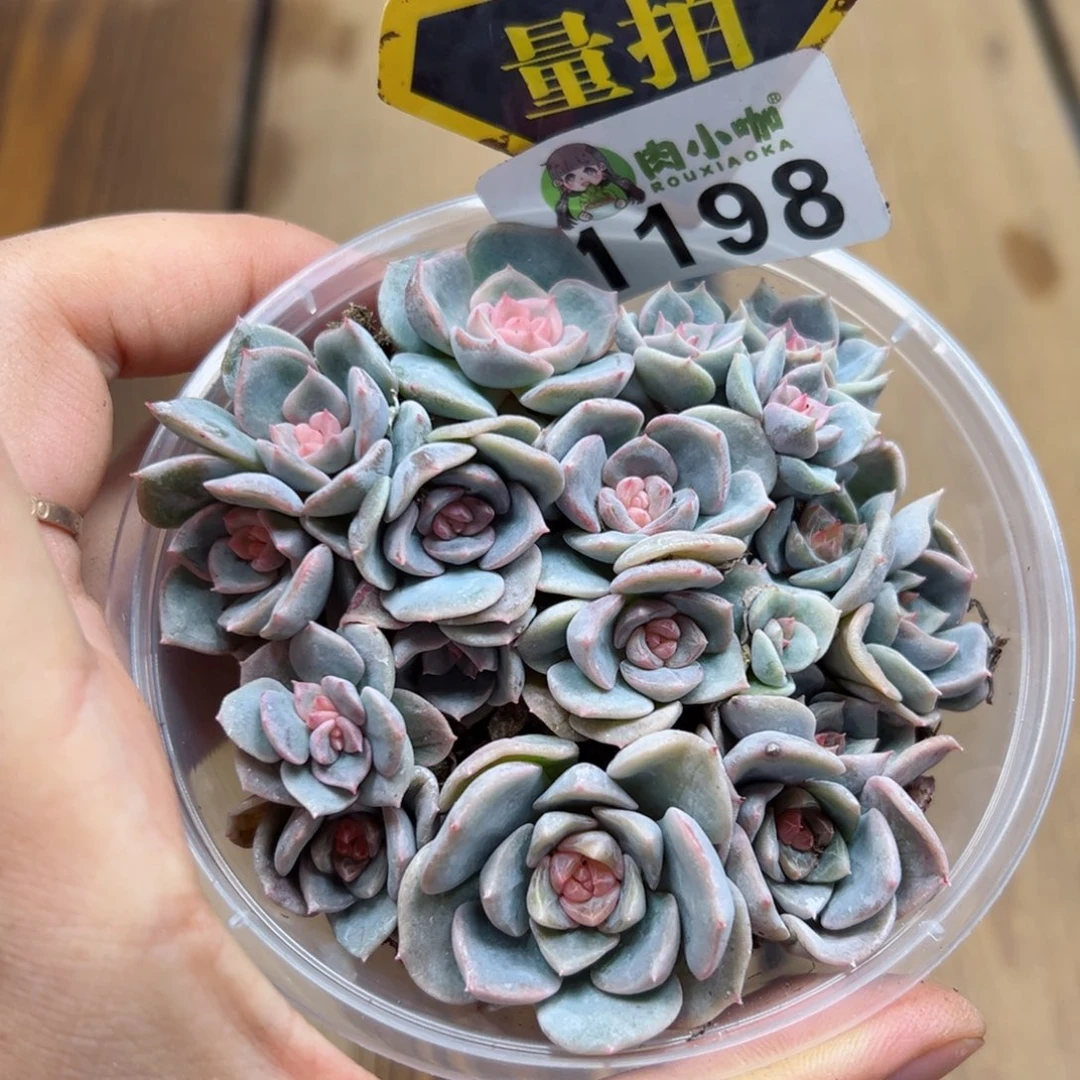 多肉植物多肉植物