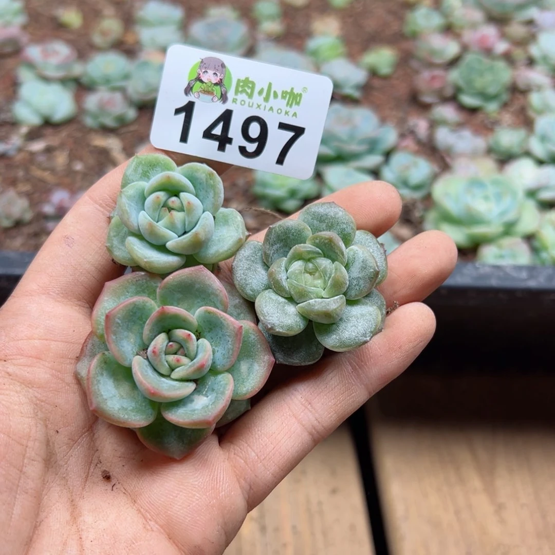 好****?多肉植物多肉植物