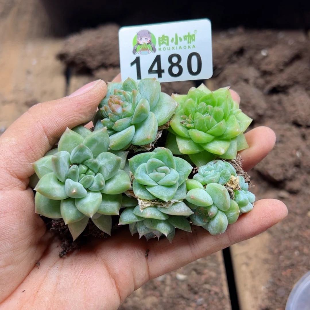 好****?多肉植物多肉植物