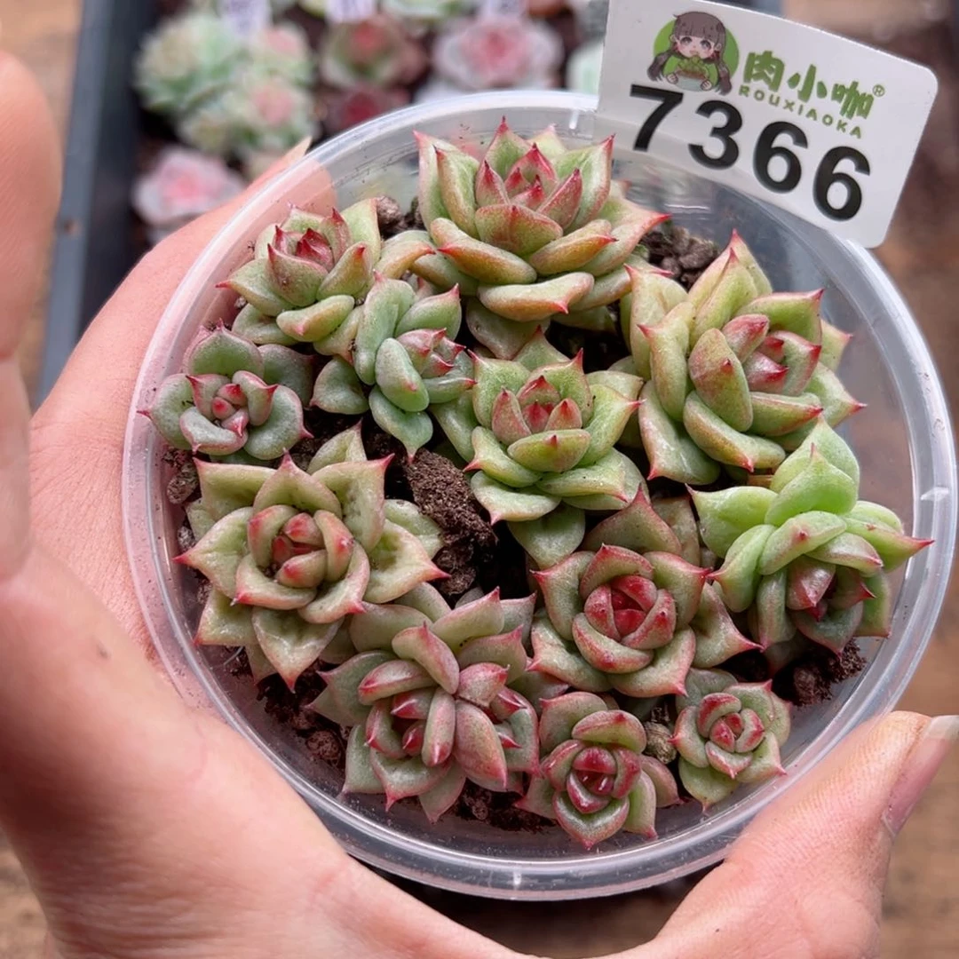 多肉植物多肉植物