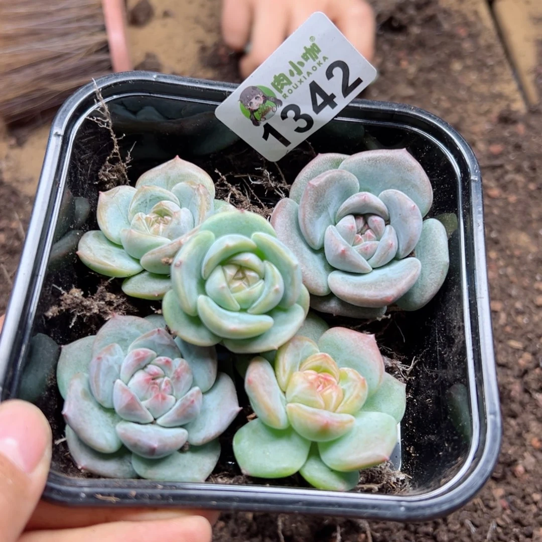 多肉植物多肉植物