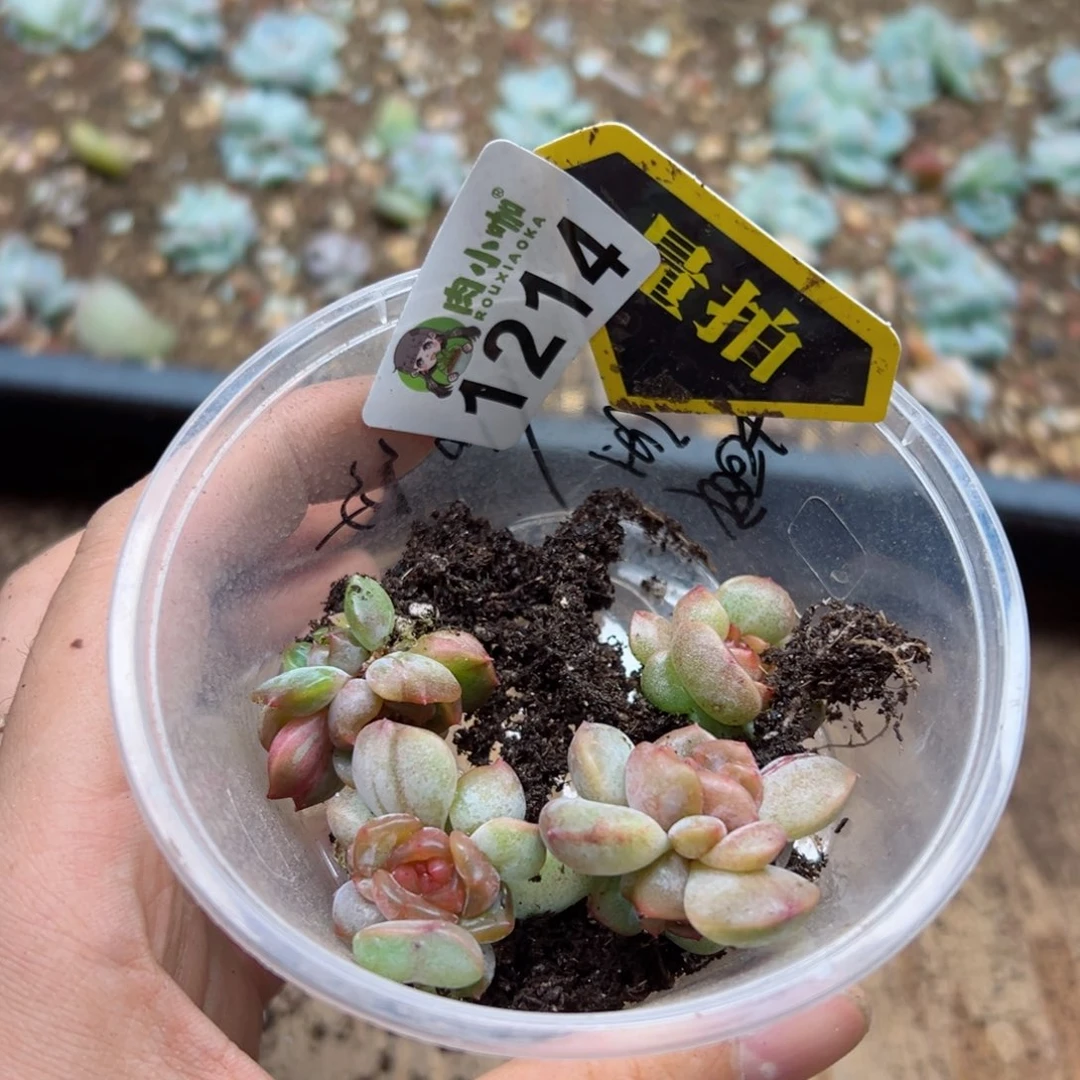多肉植物多肉植物