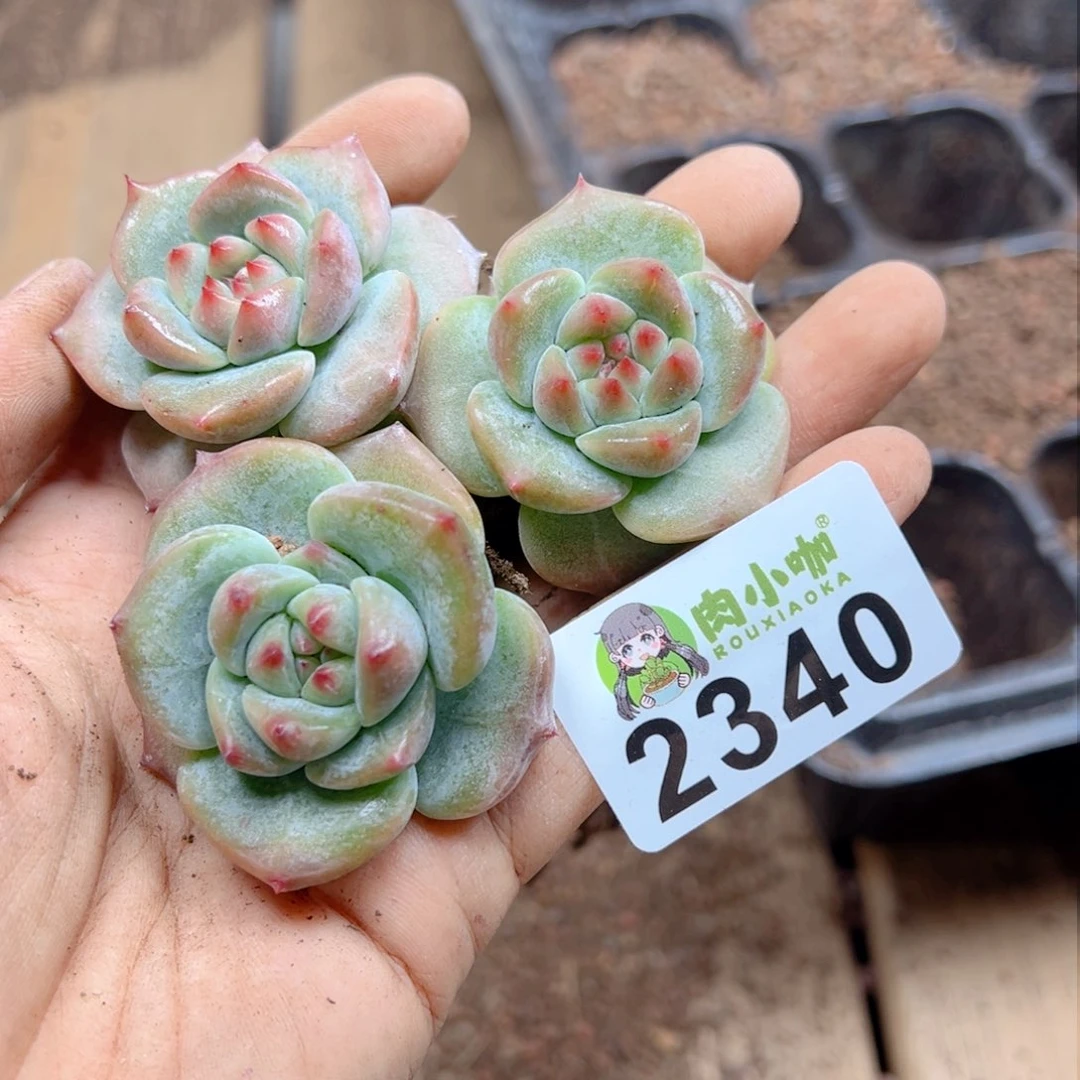 多肉植物多肉植物