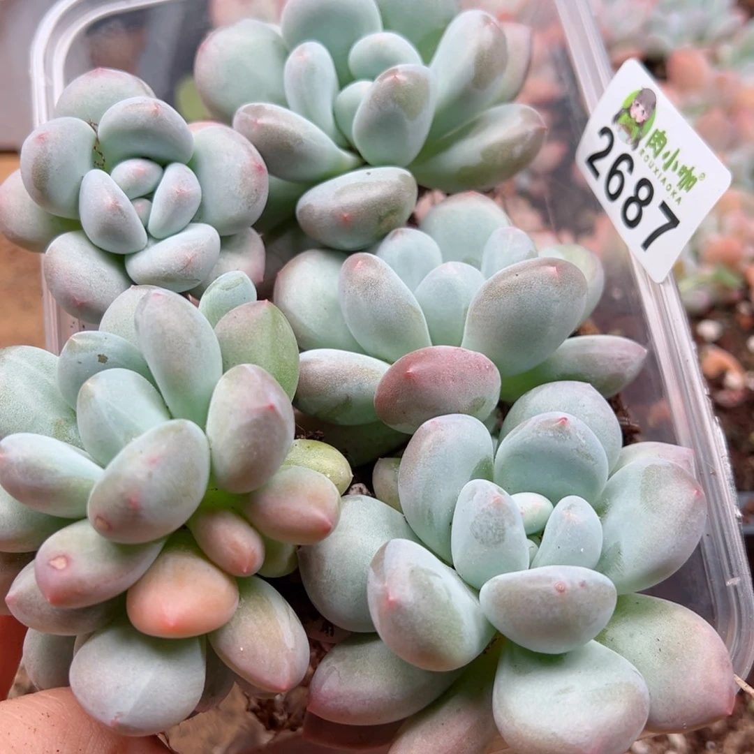 容*多肉植物多肉植物