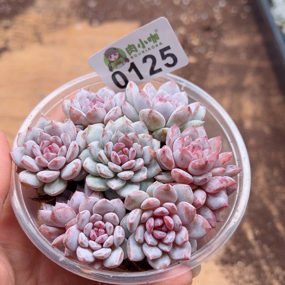 多肉植物多肉植物