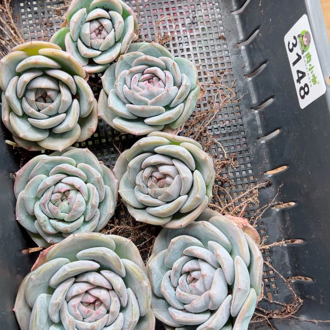 小**姐多肉植物多肉植物