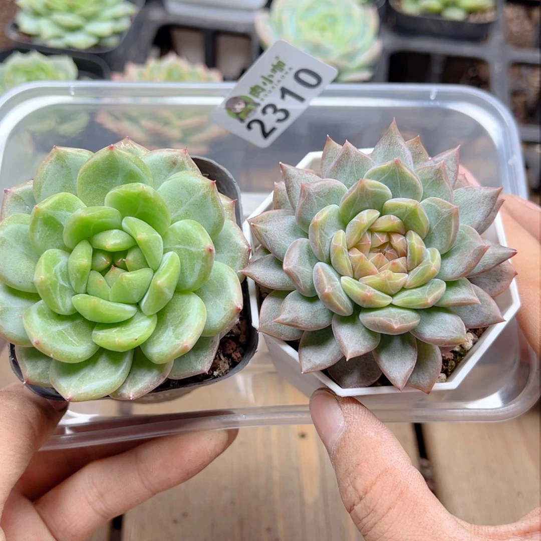 多肉植物多肉植物