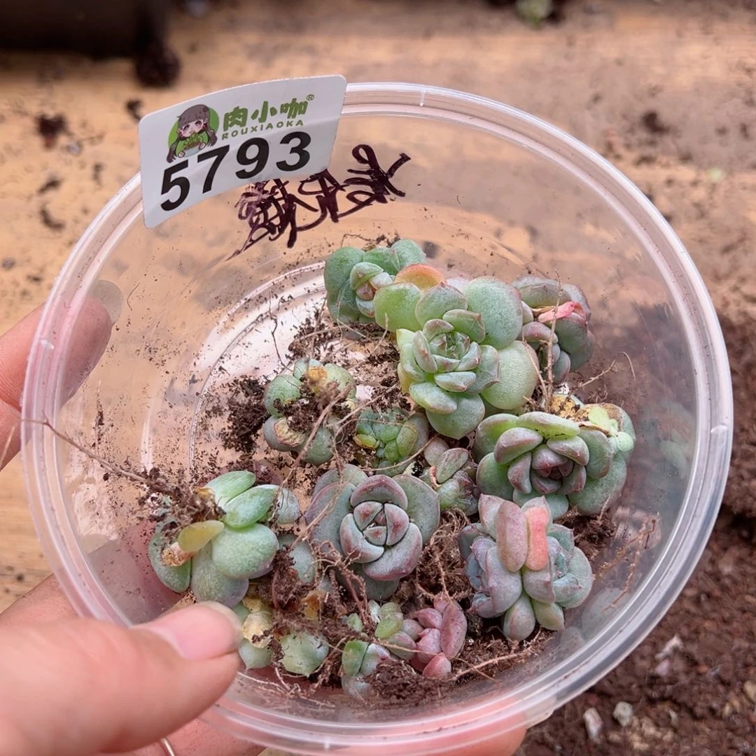 多肉植物多肉植物