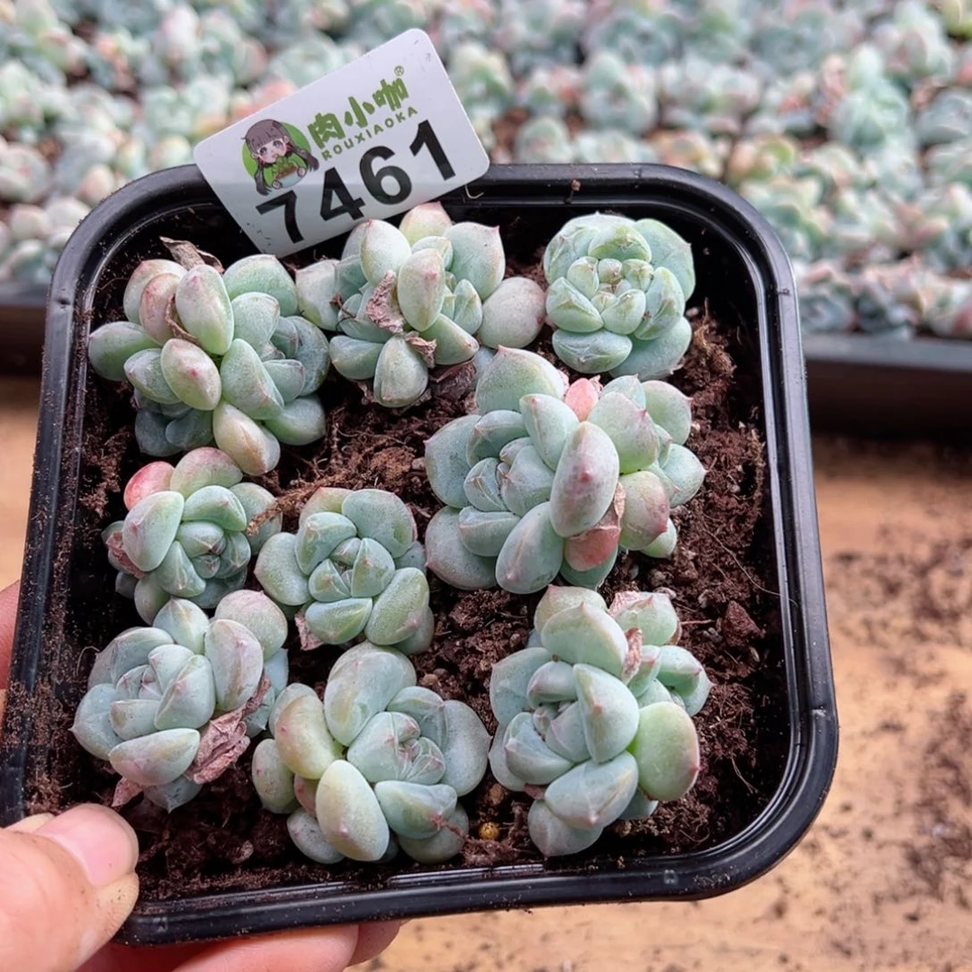 多肉植物多肉植物