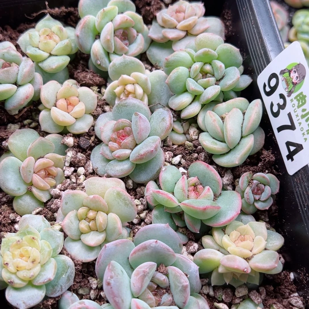 星*多肉植物多肉植物