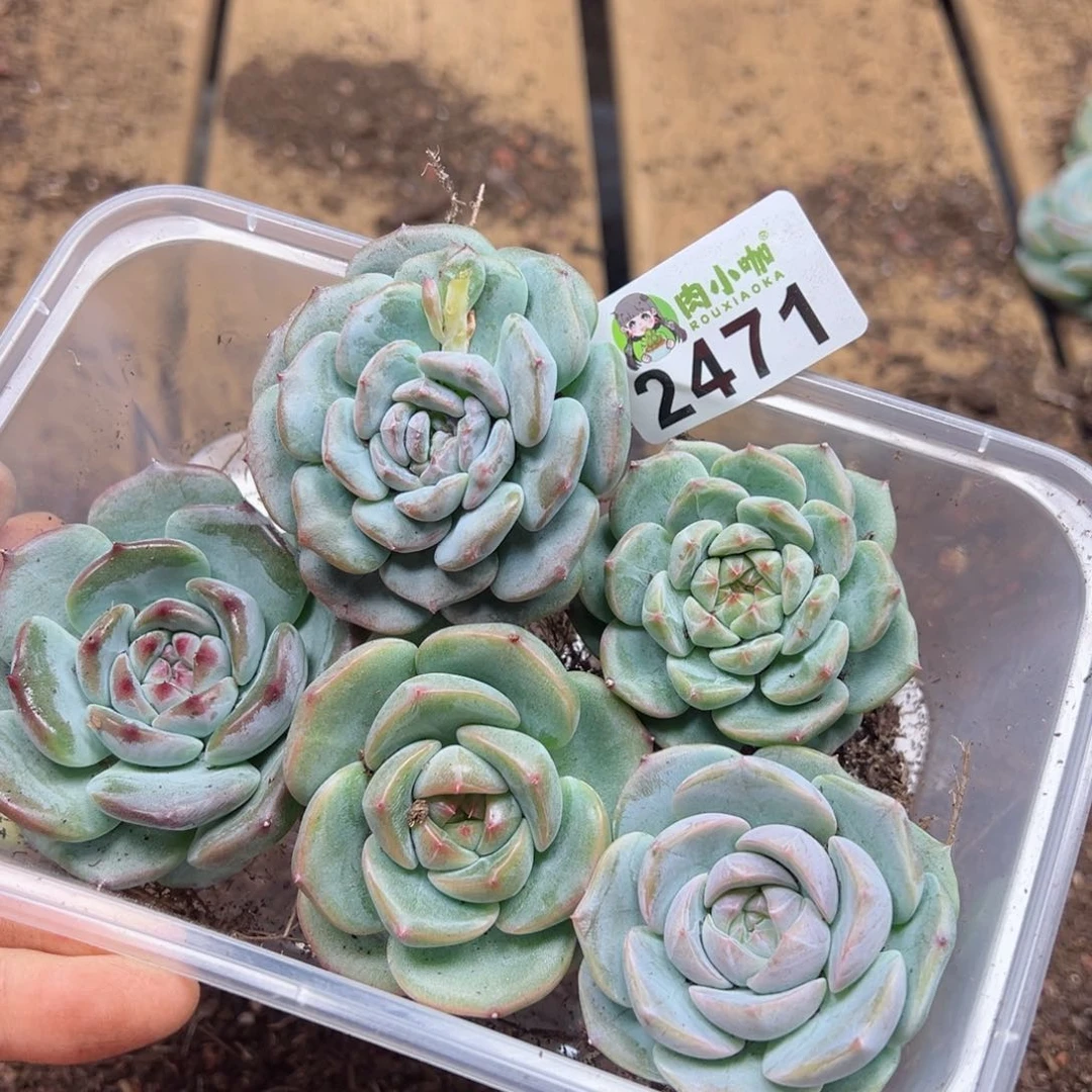 多肉植物多肉植物
