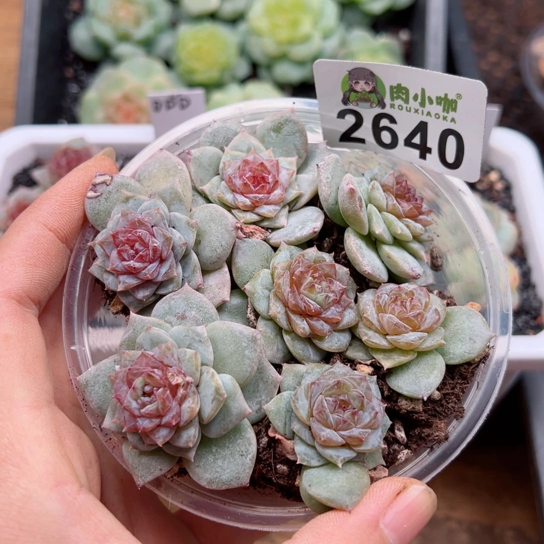 多肉植物多肉植物