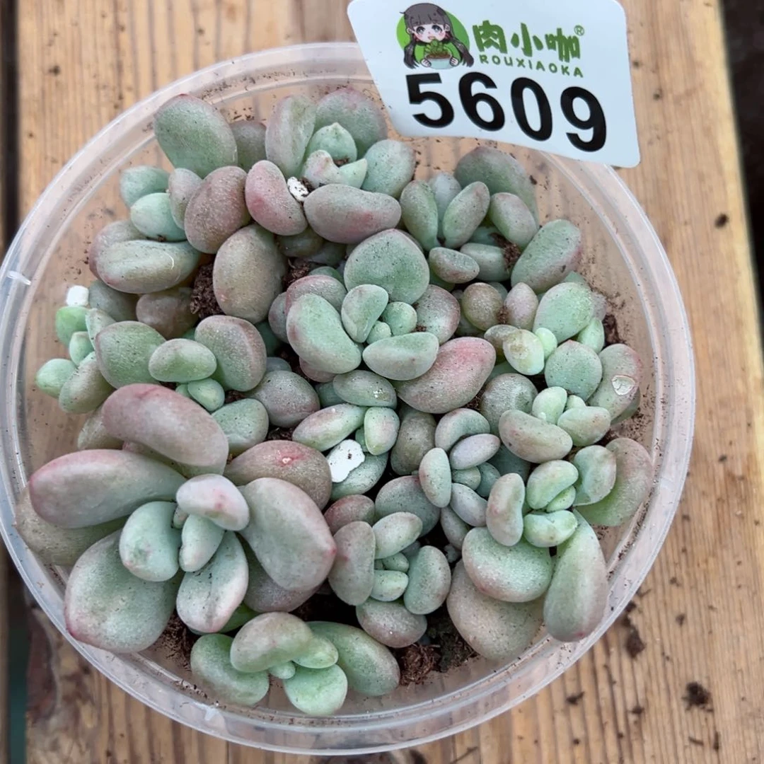 荣多肉植物多肉植物