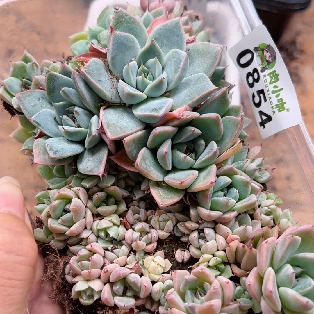 多肉植物多肉植物