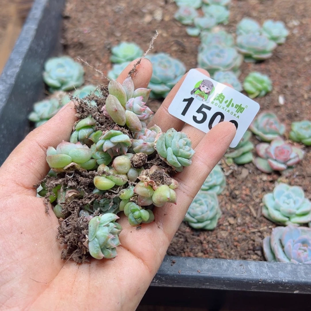 璟多肉植物多肉植物