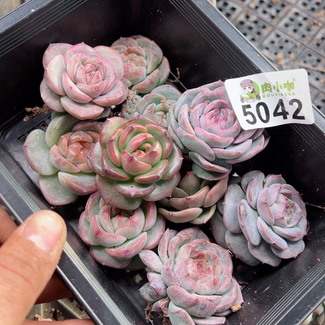 多肉植物多肉植物