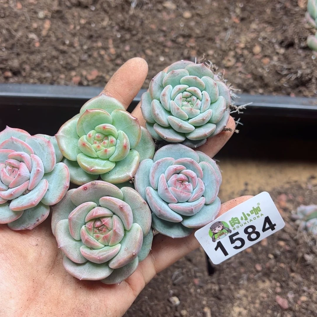 多肉植物多肉植物