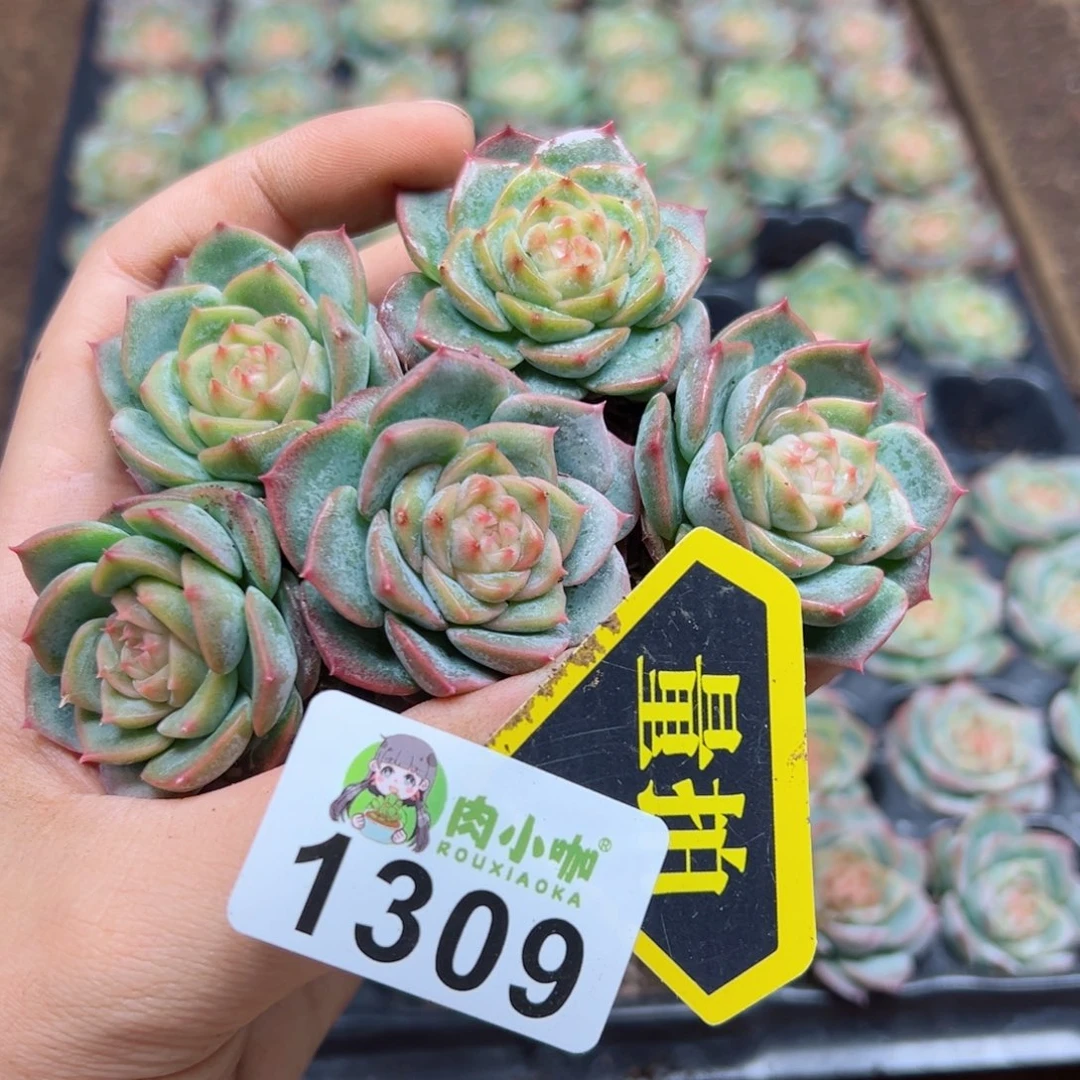 多肉植物多肉植物