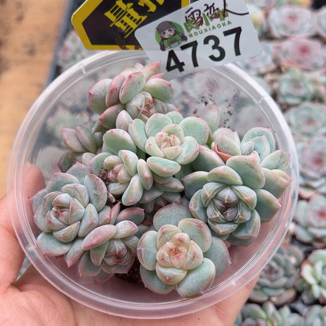 多肉植物多肉植物