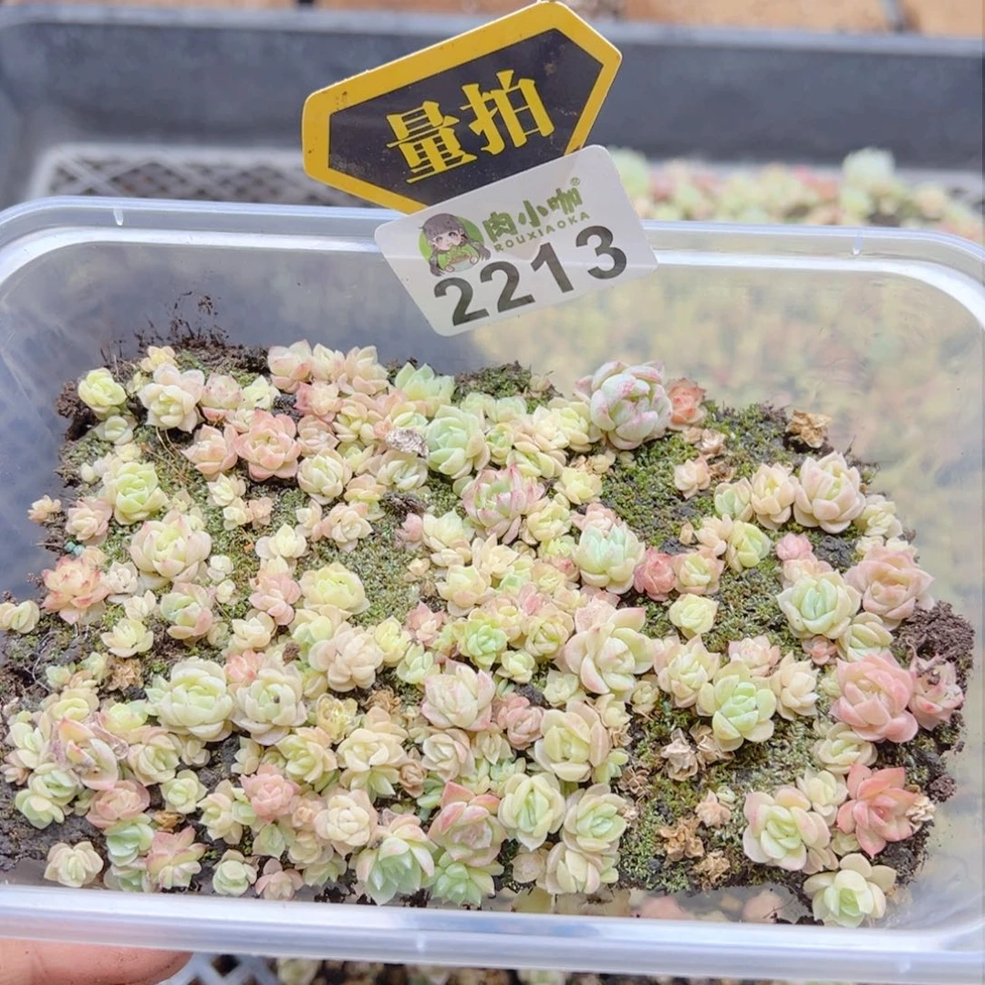 多肉植物多肉植物