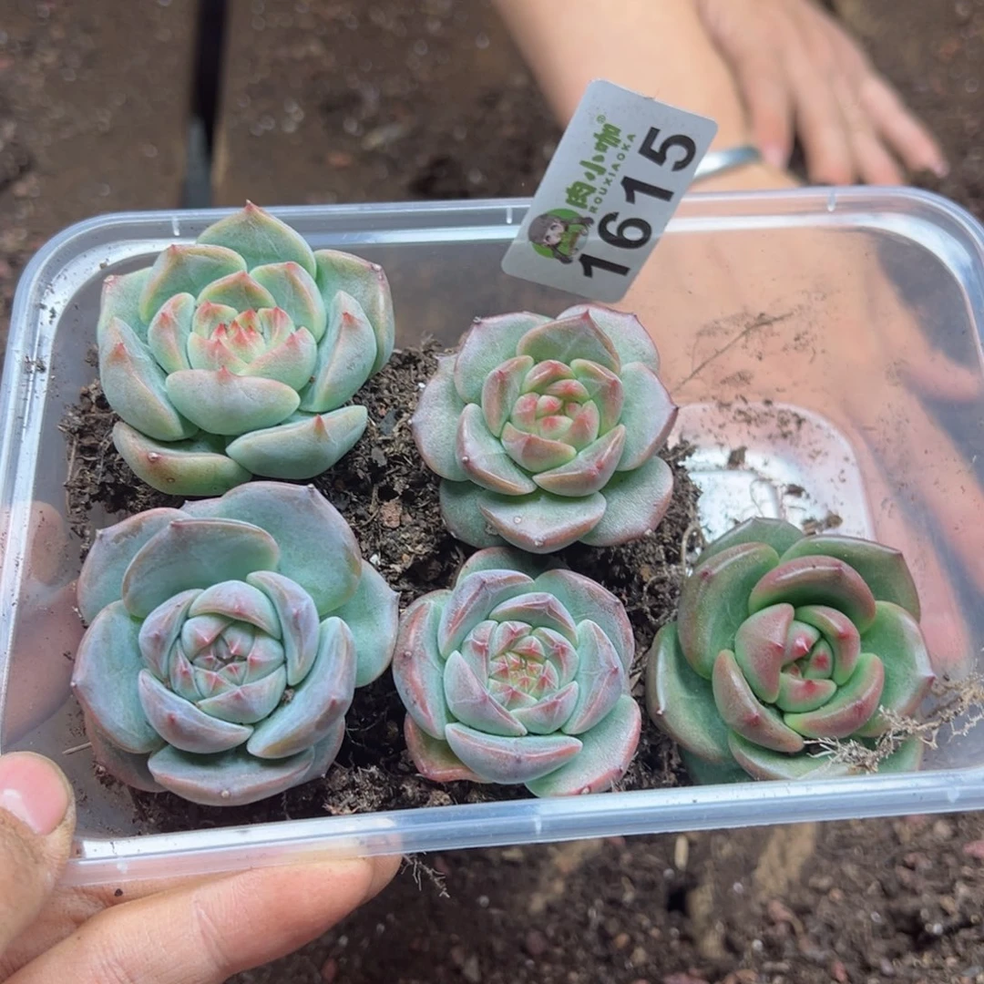 多肉植物多肉植物
