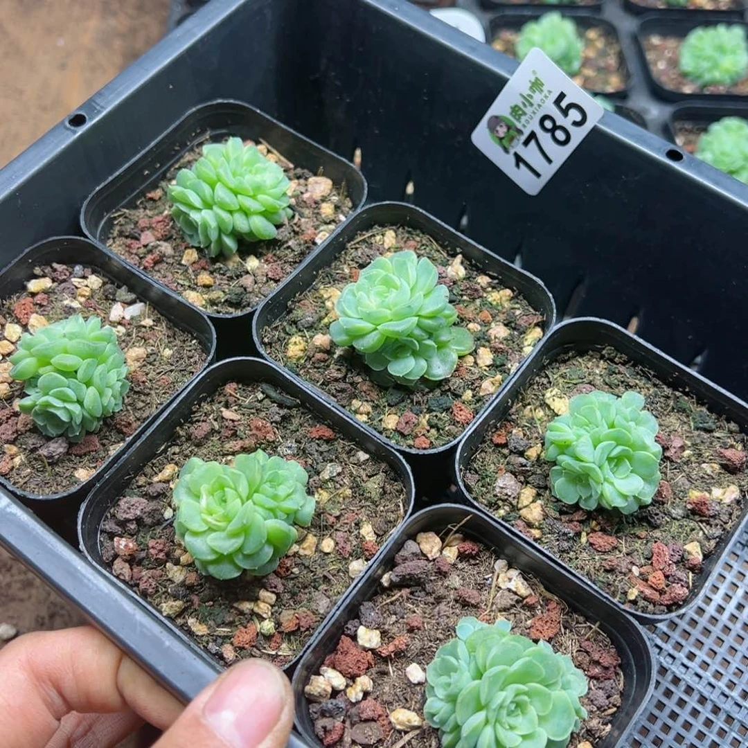 桫*多肉植物多肉植物