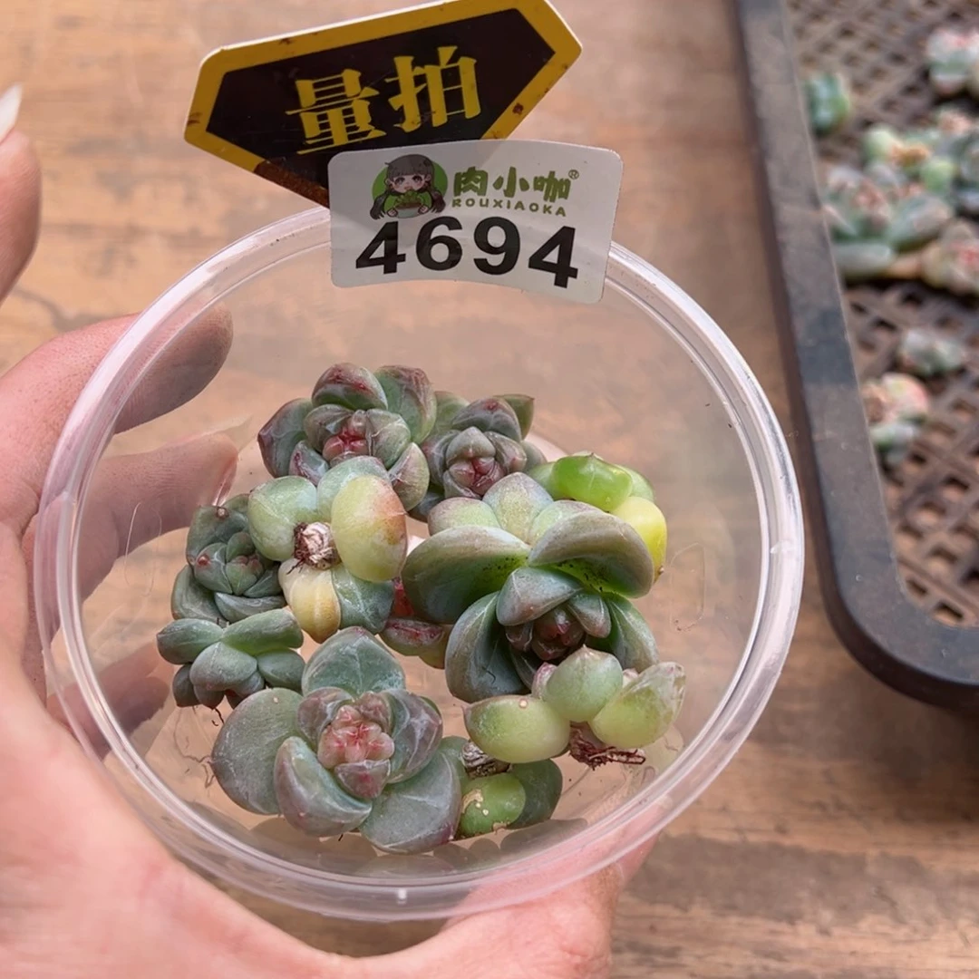 多肉植物多肉植物