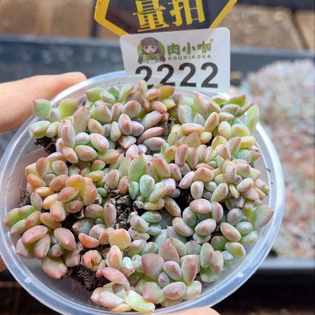 多肉植物多肉植物