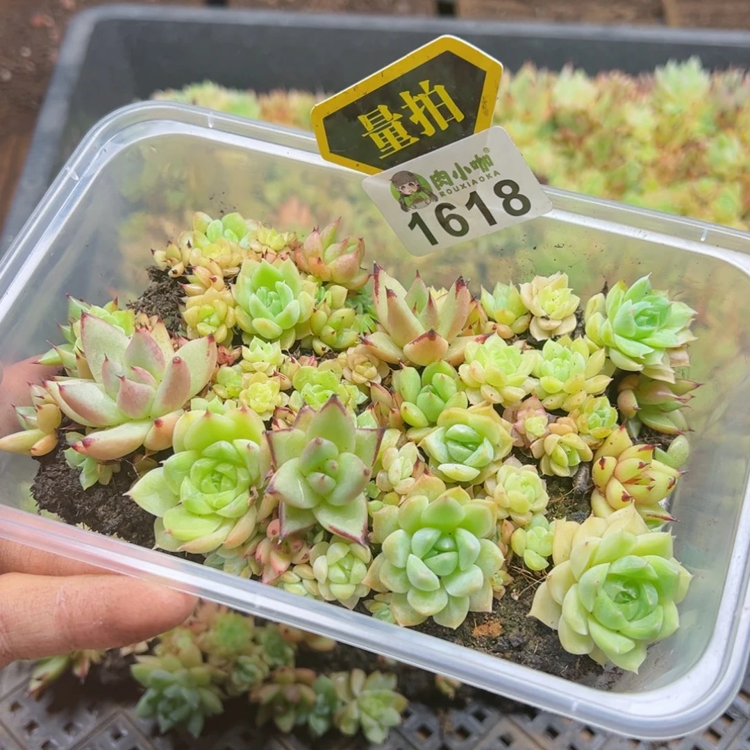 多肉植物多肉植物