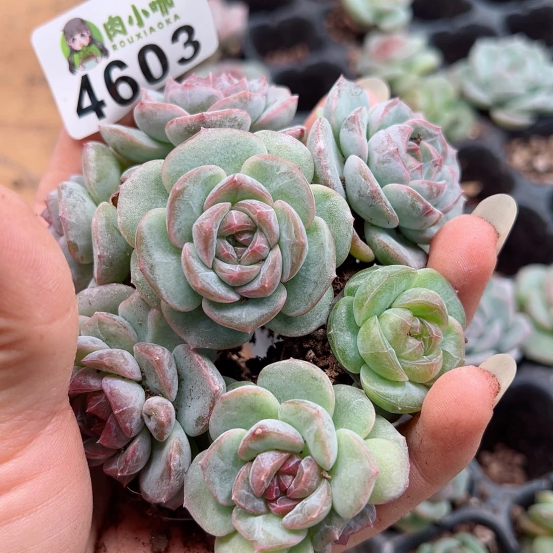 多肉植物多肉植物