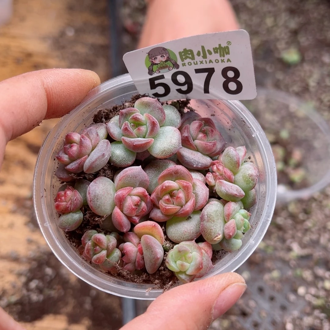 H****s多肉植物多肉植物