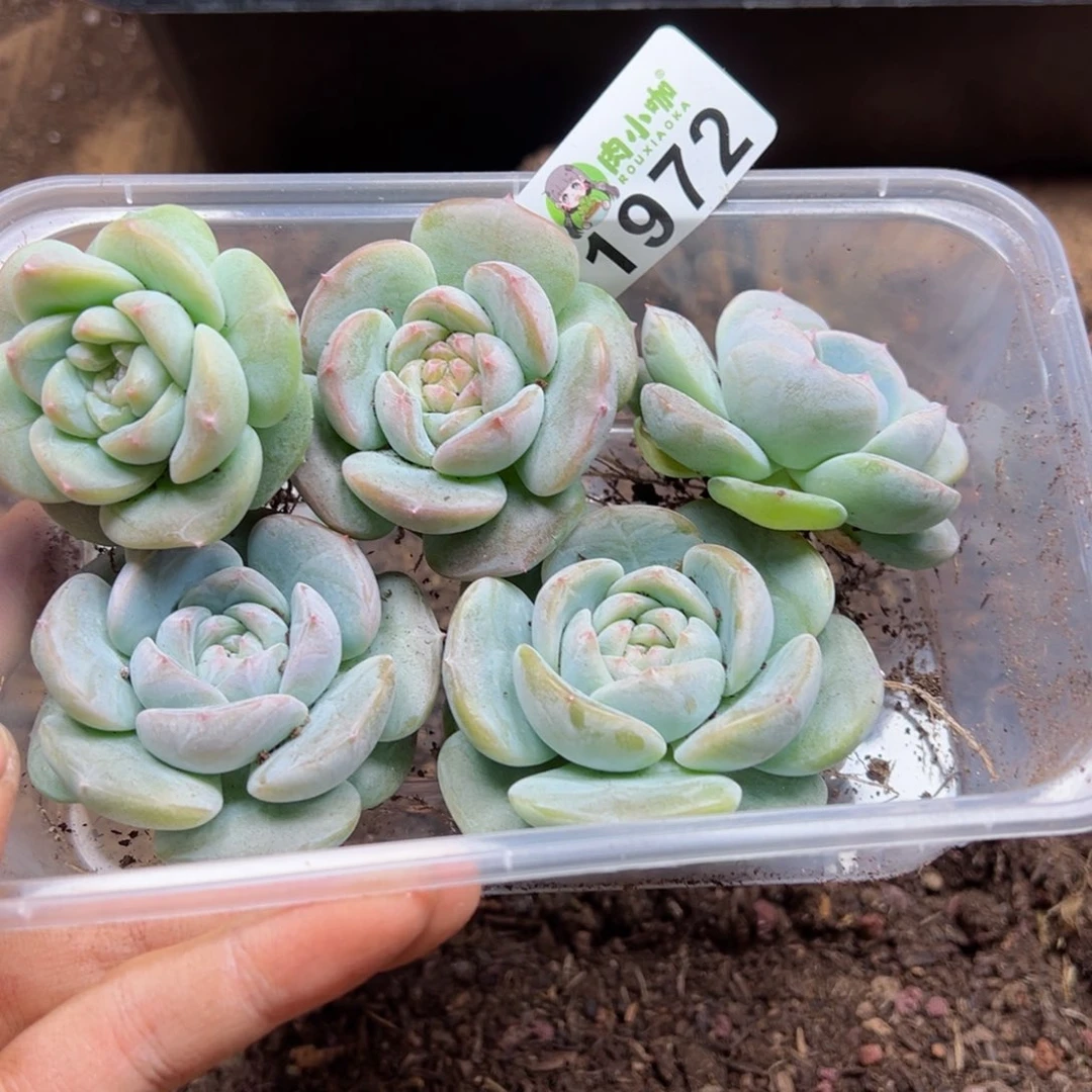 多肉植物多肉植物