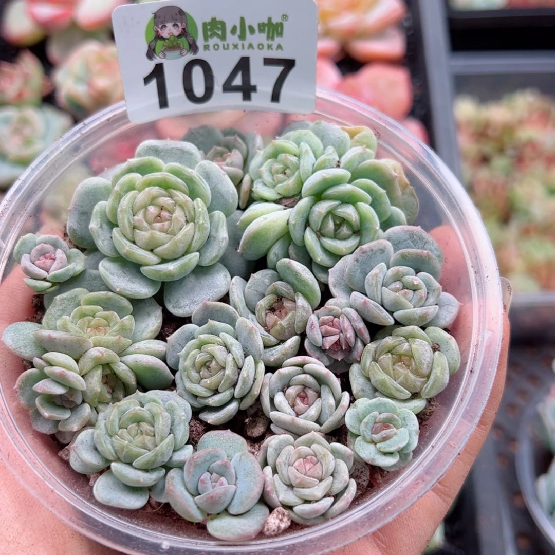 多肉植物多肉植物