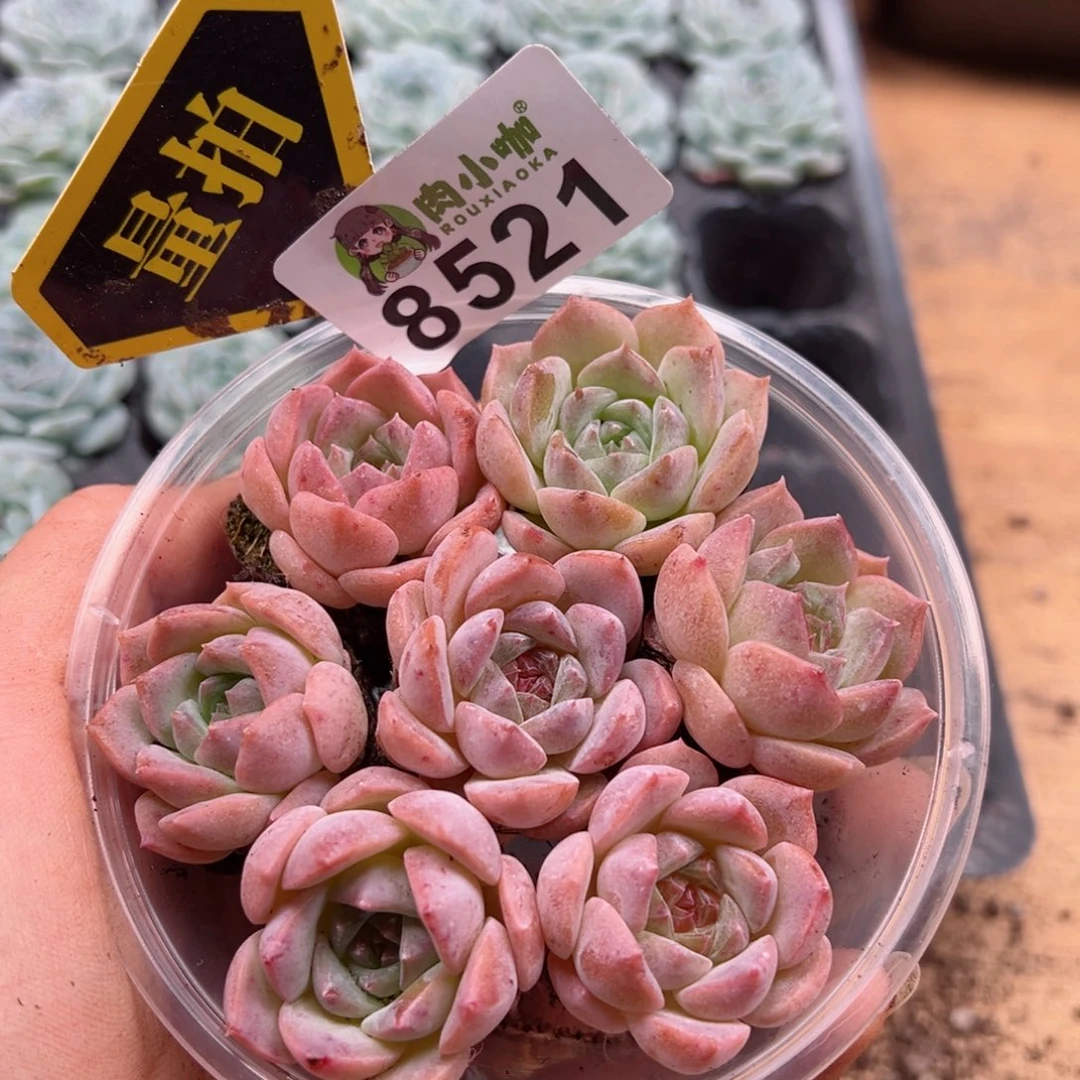 多肉植物多肉植物