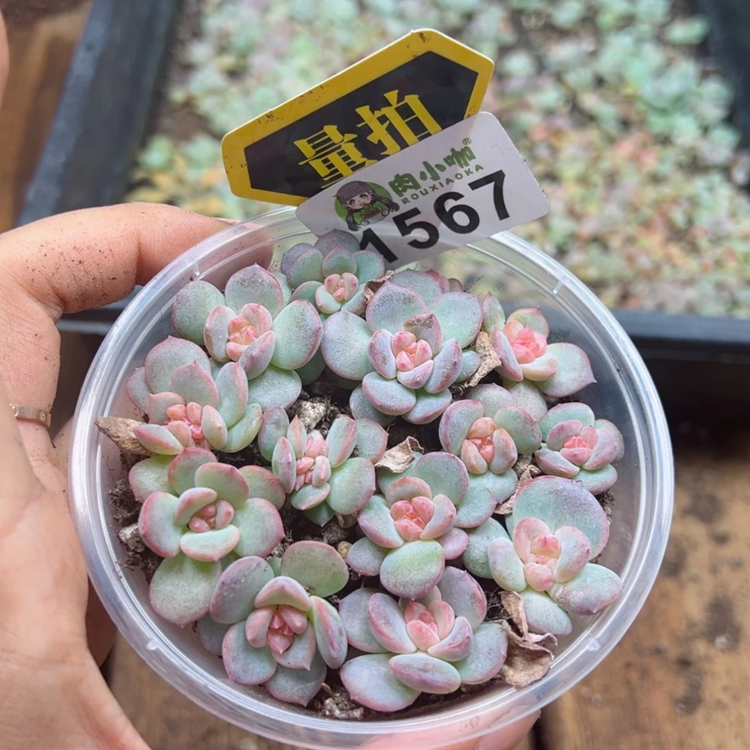 多肉植物多肉植物