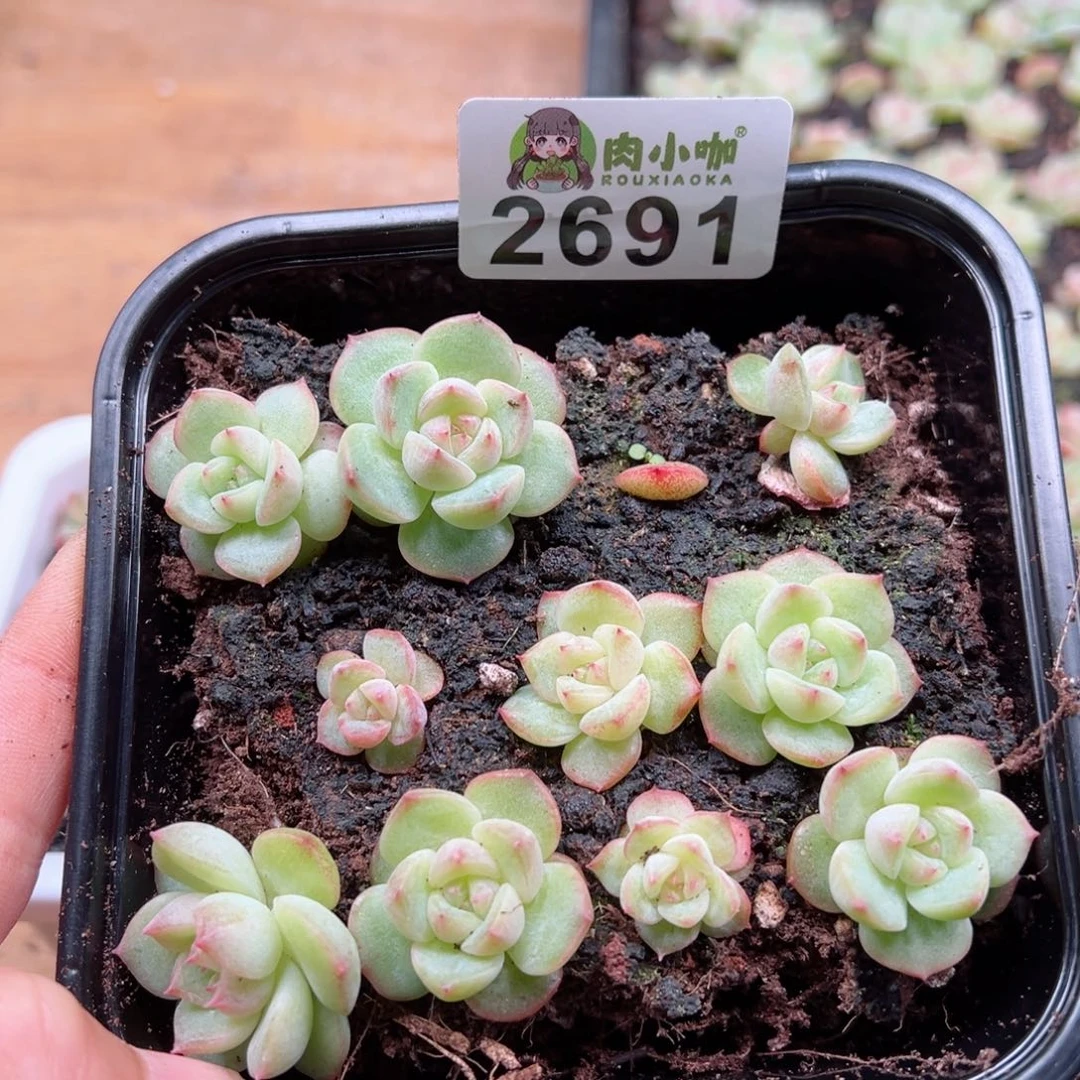 小****ღ多肉植物多肉植物