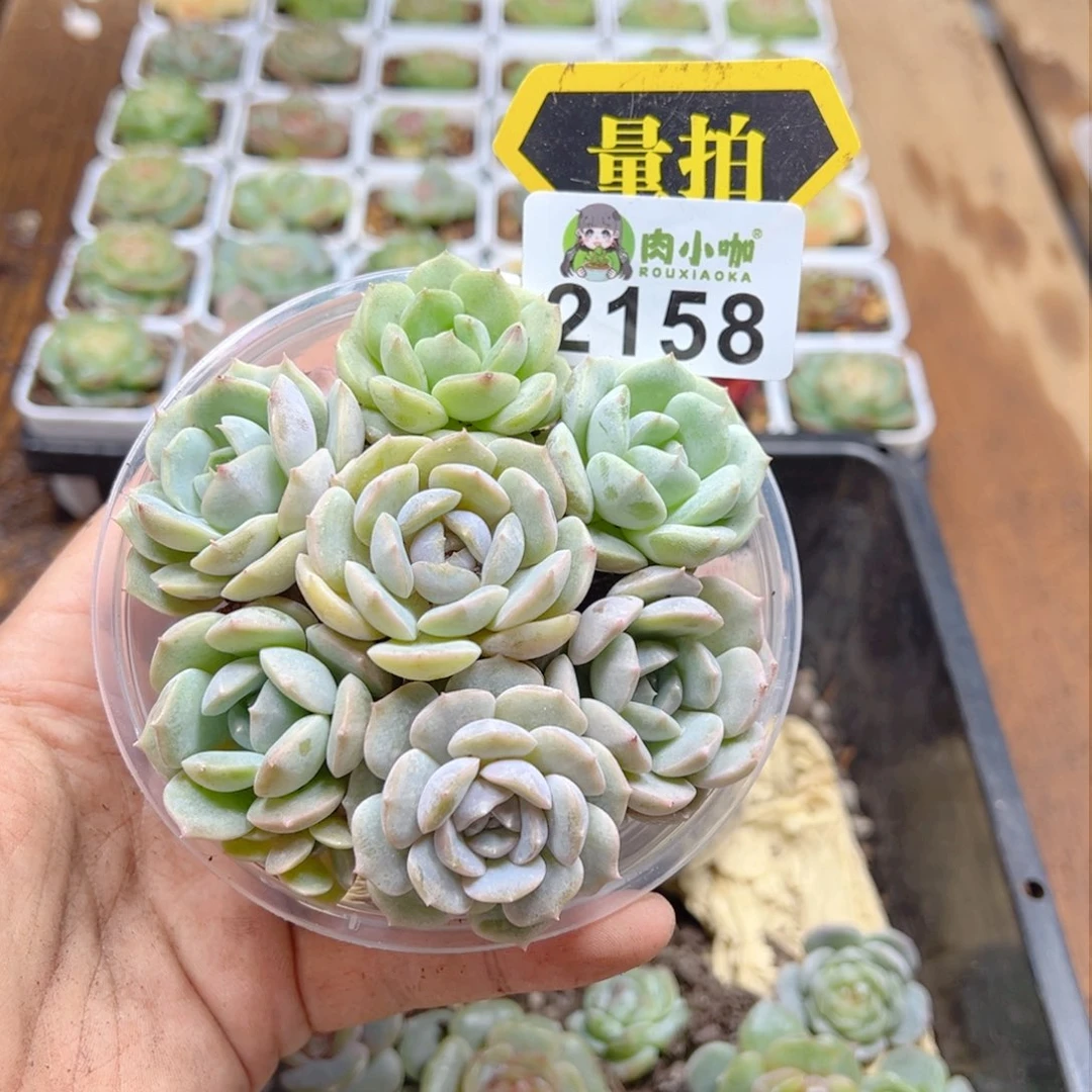 多肉植物多肉植物