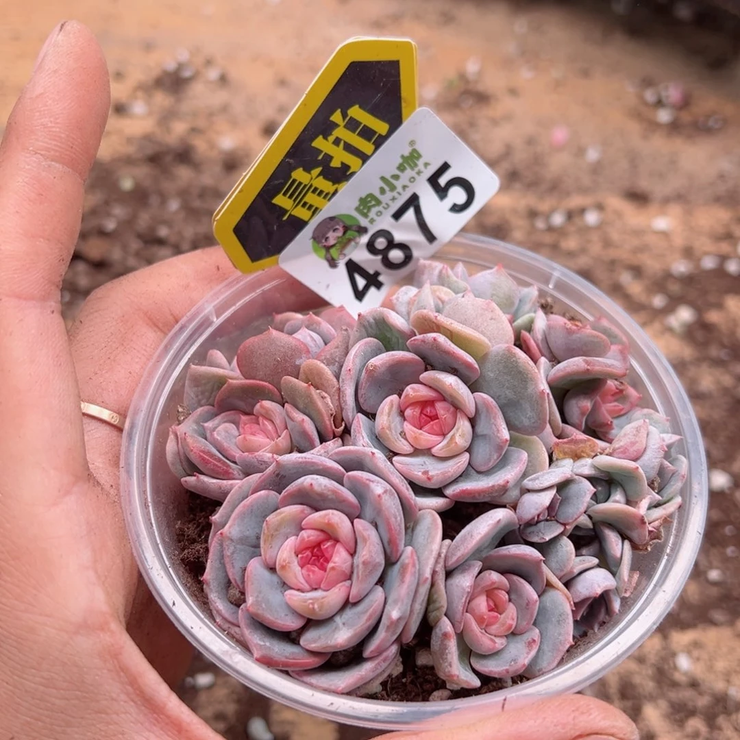 多肉植物多肉植物