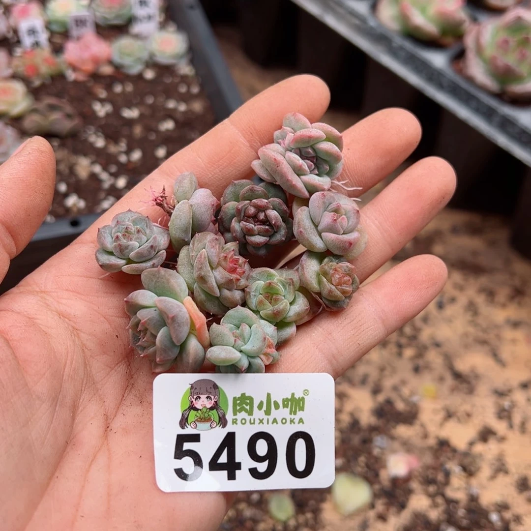 冬**败多肉植物多肉植物