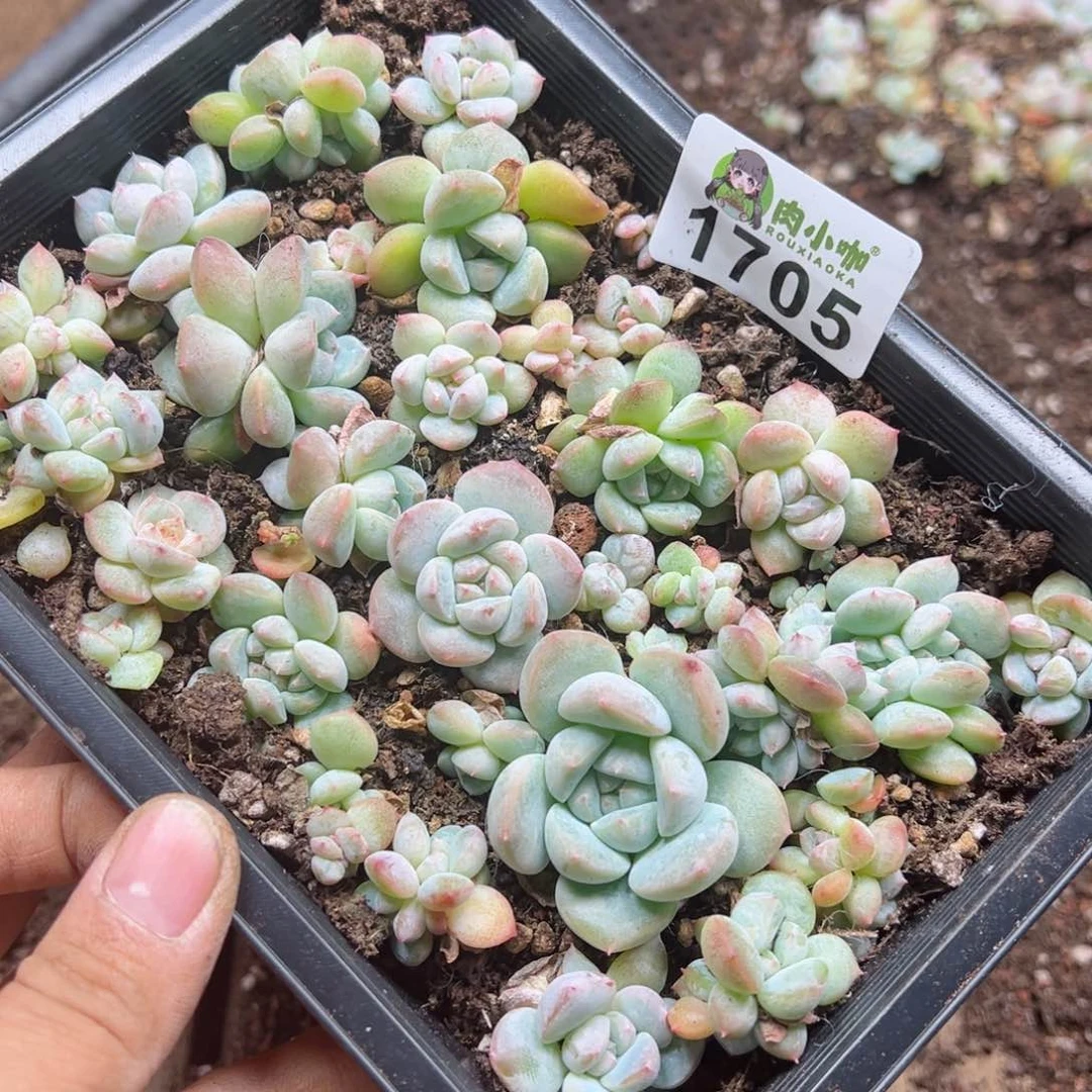 ✧****多肉植物多肉植物