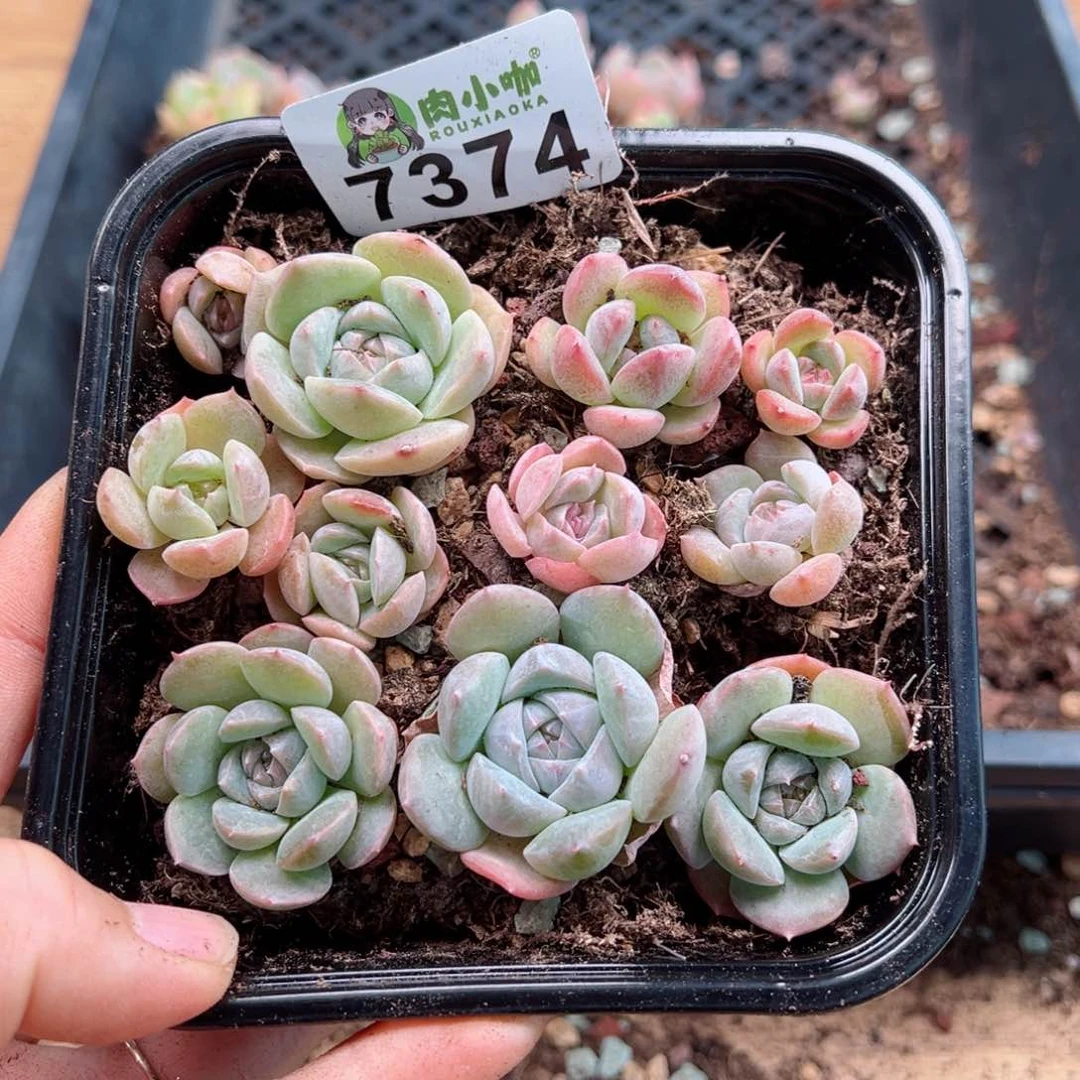 多肉植物多肉植物