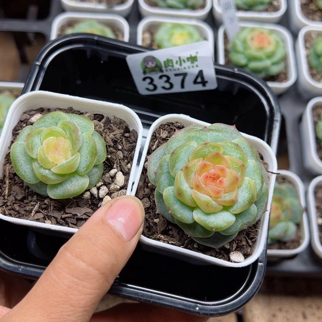 粒*多肉植物多肉植物