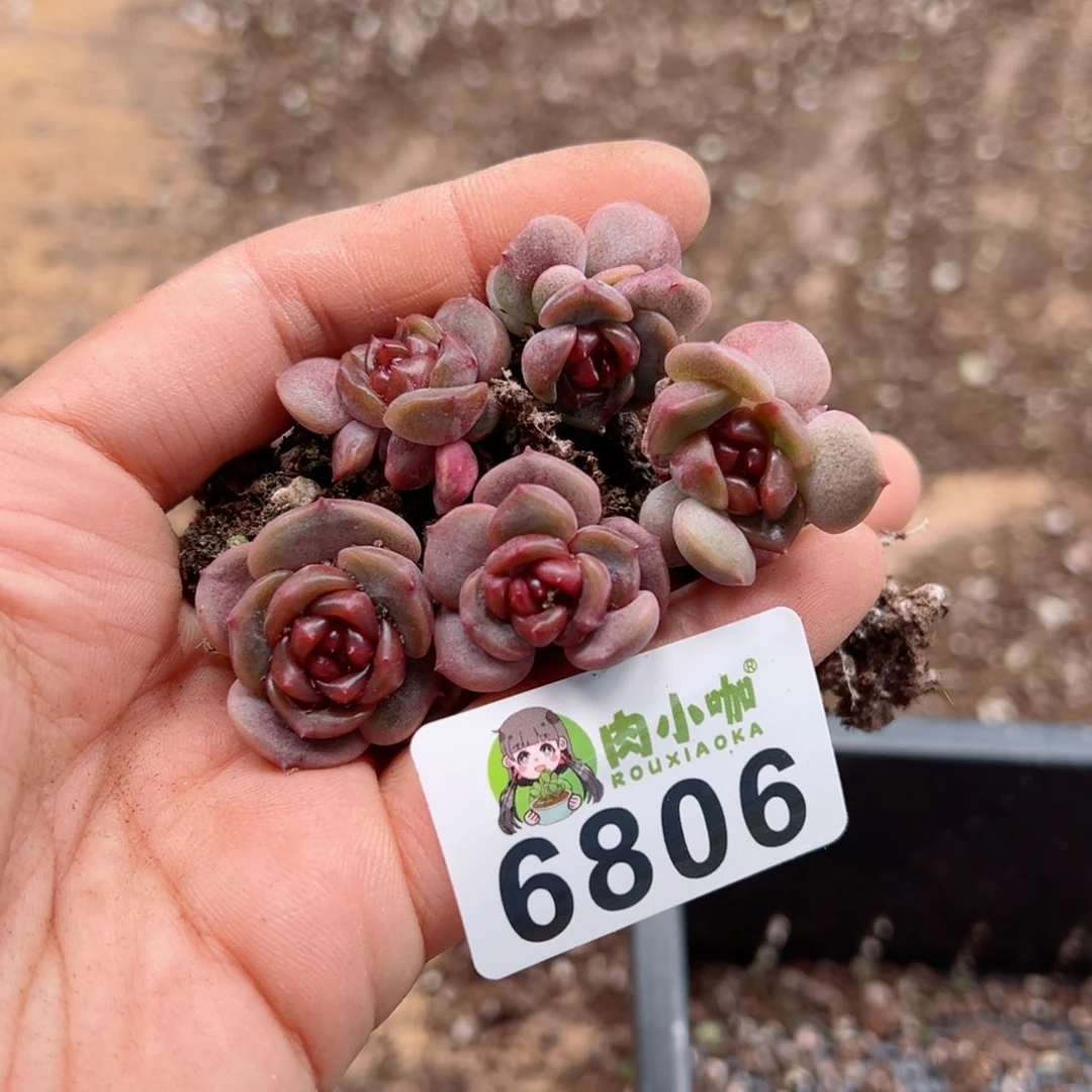 多肉植物多肉植物