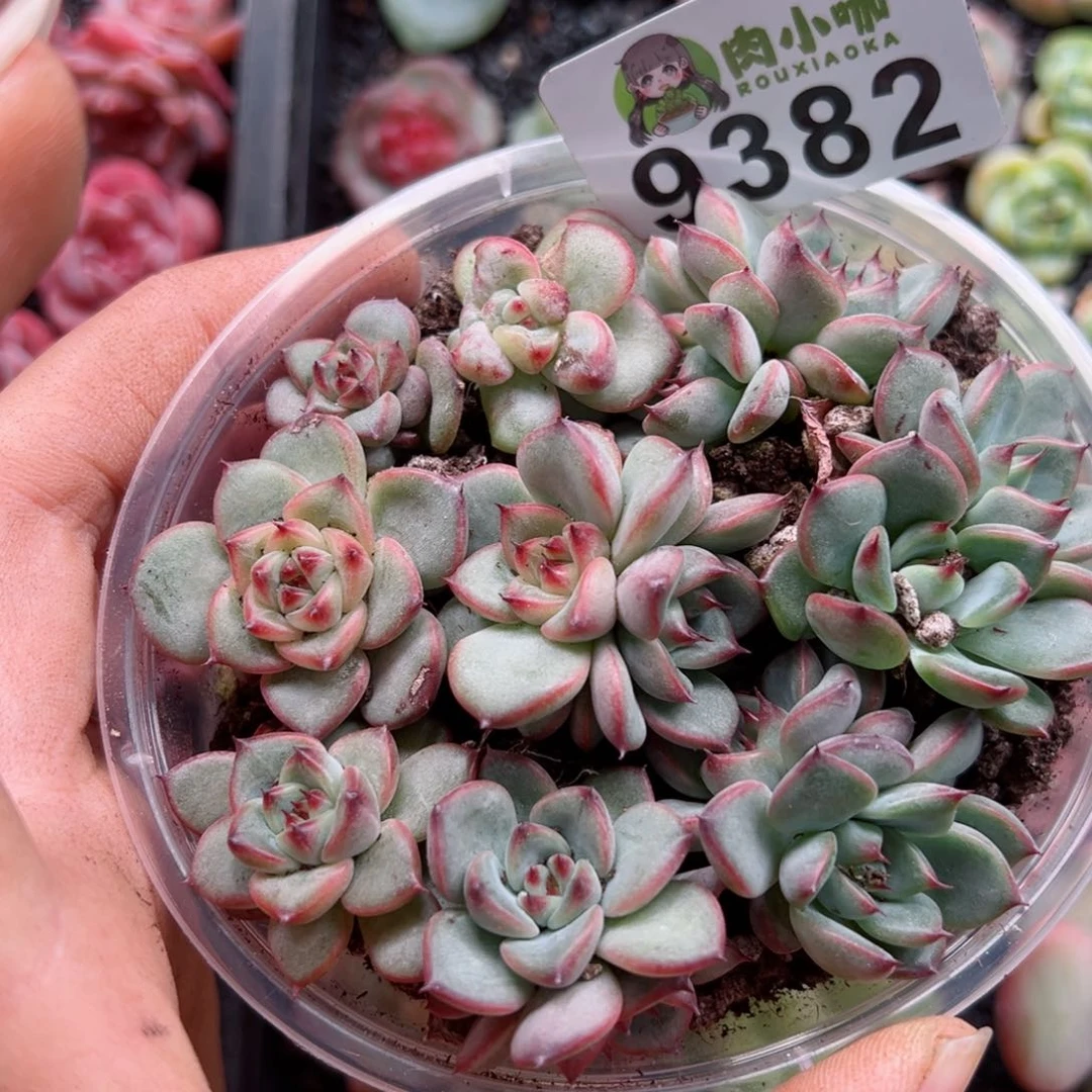 多肉植物多肉植物