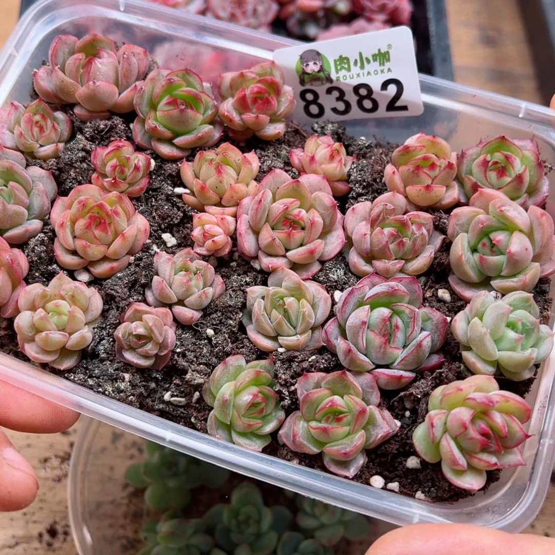 多肉植物多肉植物