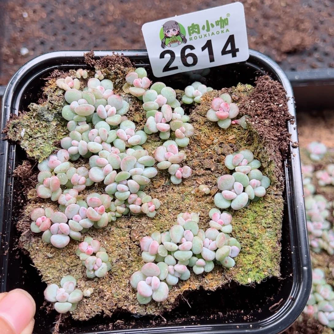 多肉植物多肉植物