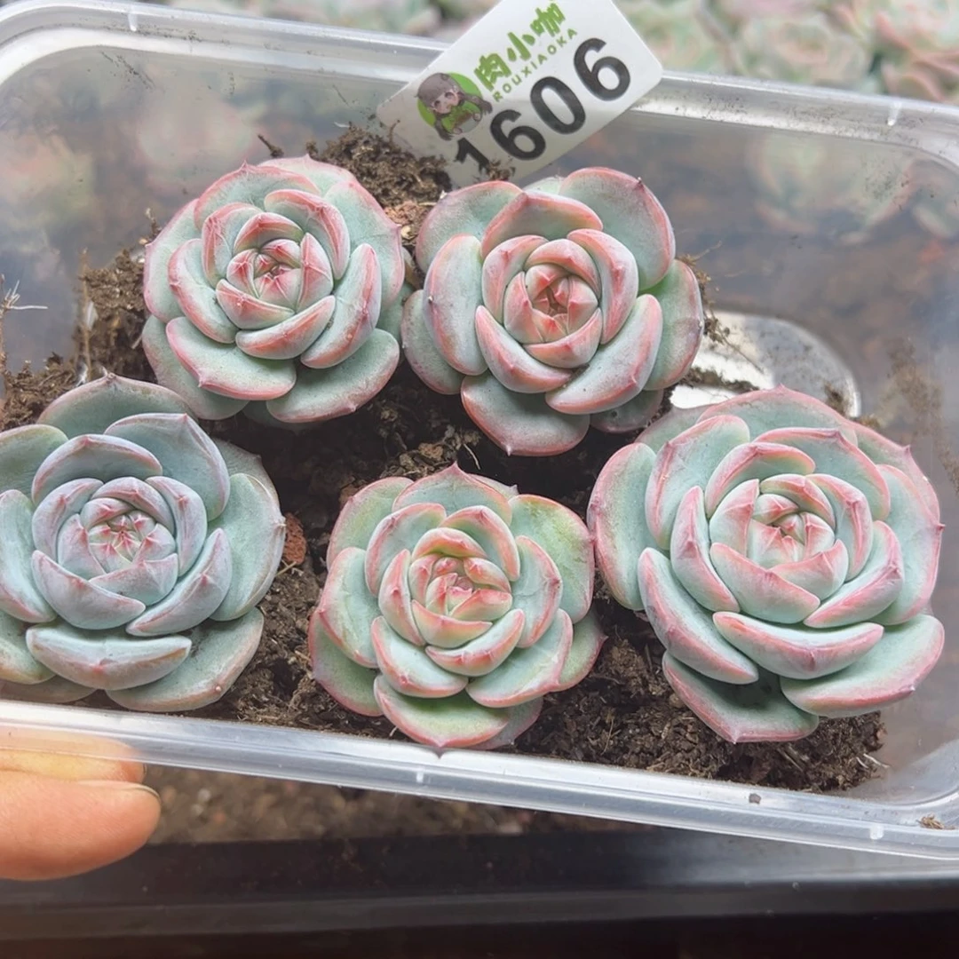 多肉植物多肉植物