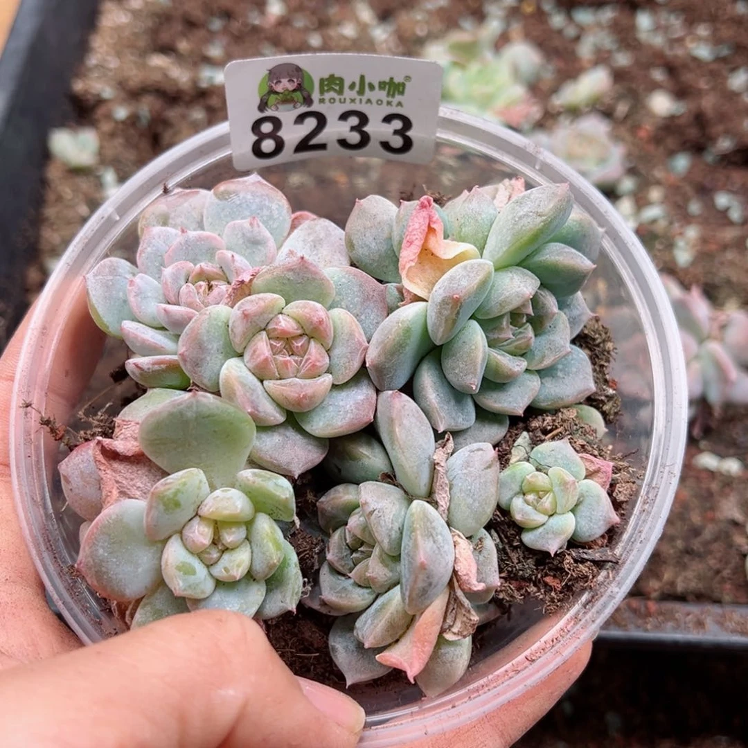 多肉植物多肉植物